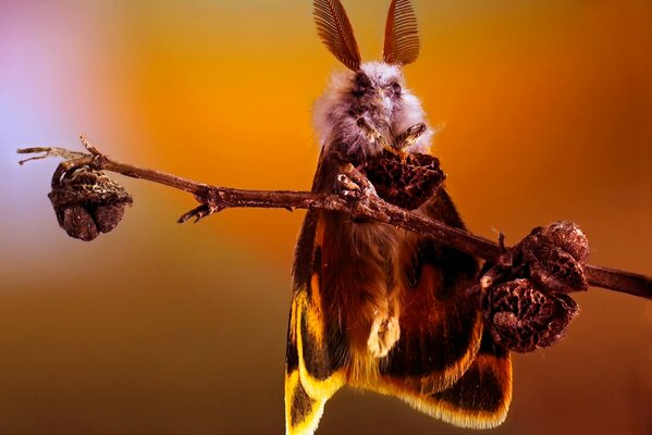 Nacimiento de una mariposa al amanecer