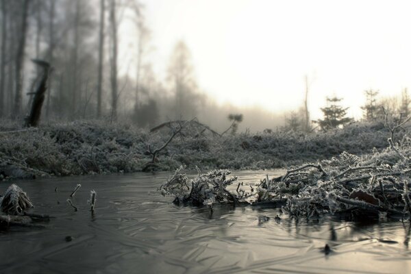 A puddle covered with ice in the forest