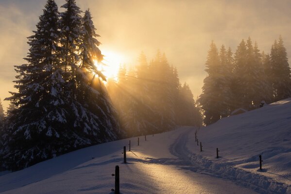 Winterpfad zum Nadelwald