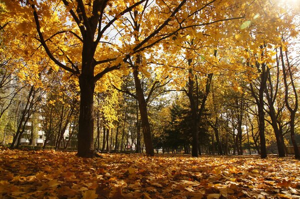 Park w Piatigorsku jesienią