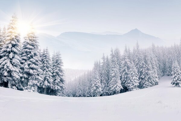 Winterlandschaft mit Nadelbäumen