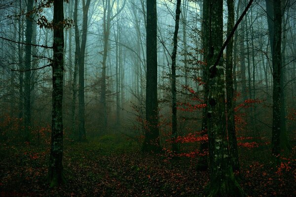 Wald Bäume Herbst Abend Blätter