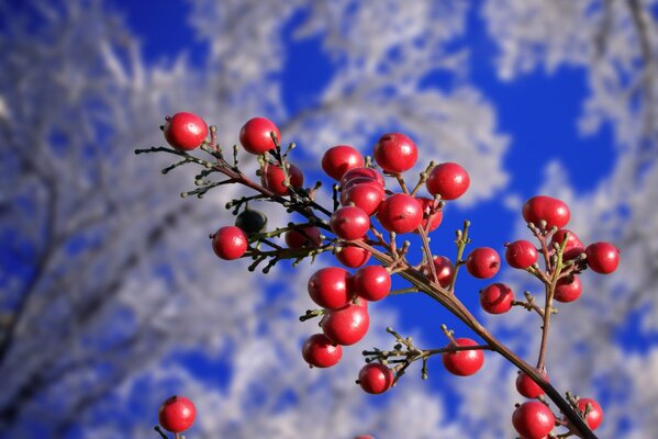 Baies rouges sur une branche