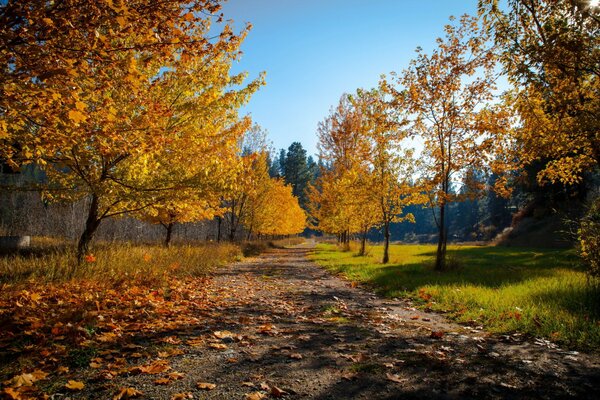 Herbstlandschaft und Blätter auf der Straße