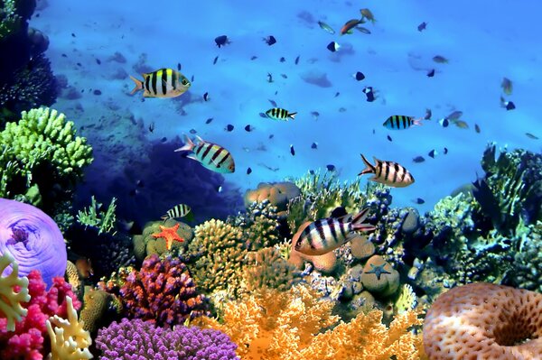 Tropikalne ryby na rafie koralowej