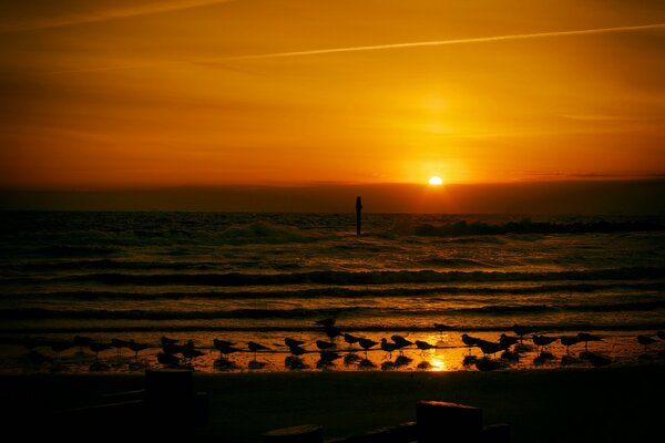 Gaviotas en la orilla del mar al atardecer