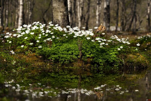 Spring joy - i primi bucaneve