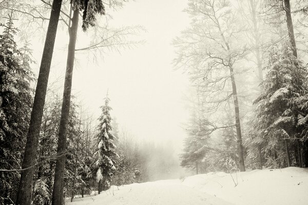 Snow-covered fir trees in the winter forest