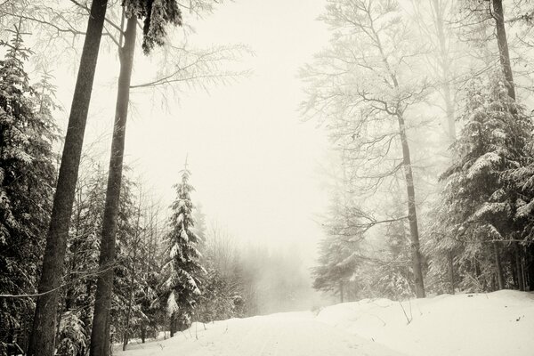 Заснеженные ели в зимнем лесу