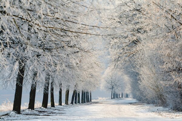 Die Landschaft des Winterwaldes mit Bäumen auf den Ästen, die viel Schnee haben