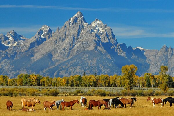 A herd of horses on the background of mountains