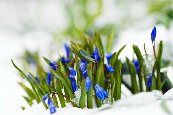 Die ersten Boten des nahenden Frühlings