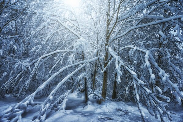 Im Winterwald ist der Baum mit Frost bedeckt