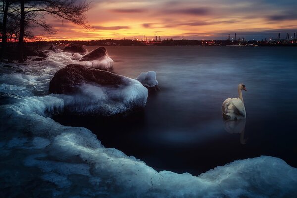 Côte d hiver soirée cygne