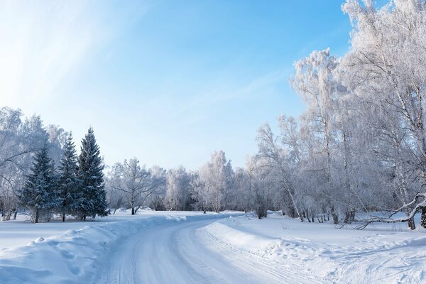 Paesaggio della foresta invernale con il sole che fa capolino