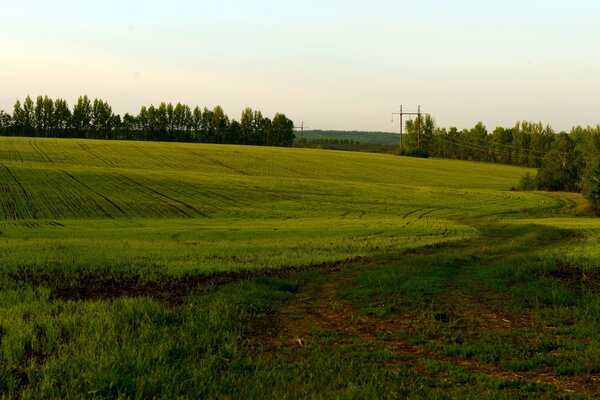 Estate. Strada attraverso il campo nella foresta