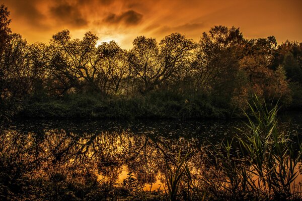 See Bäume Sumpf Sonnenuntergang