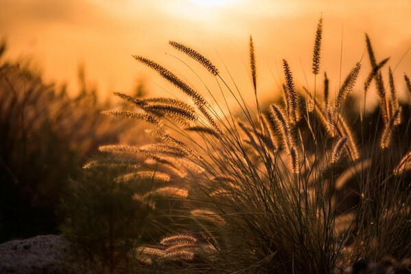 Ährchen von Pflanzen werden im Morgengrauen fotografiert