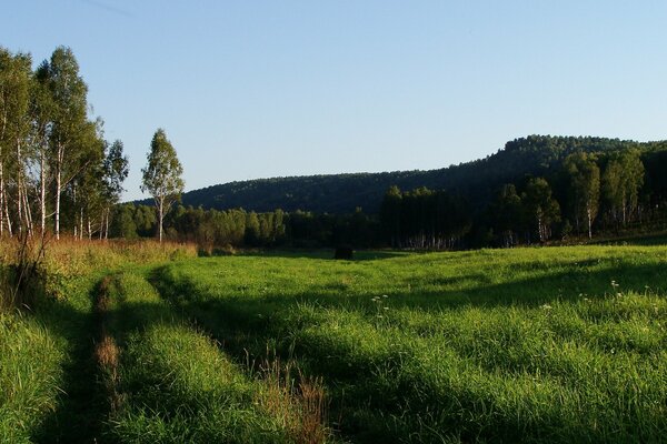 Forêt de bouleaux verts et clairière