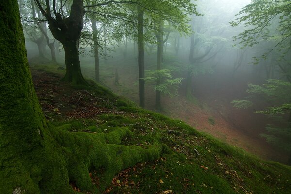 Bosque encantado en la niebla
