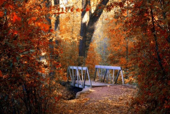 A wooden bridge in the depths of the autumn park