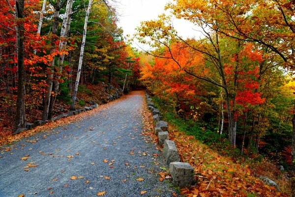 Autumn nature by the road