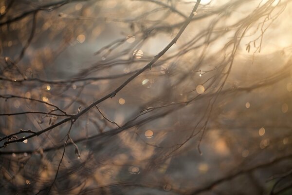 Macro shooting of branches on them drops