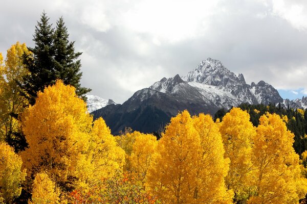 Golden trees on the background of mountains