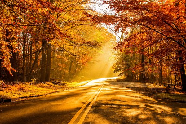 The road in the golden light of autumn