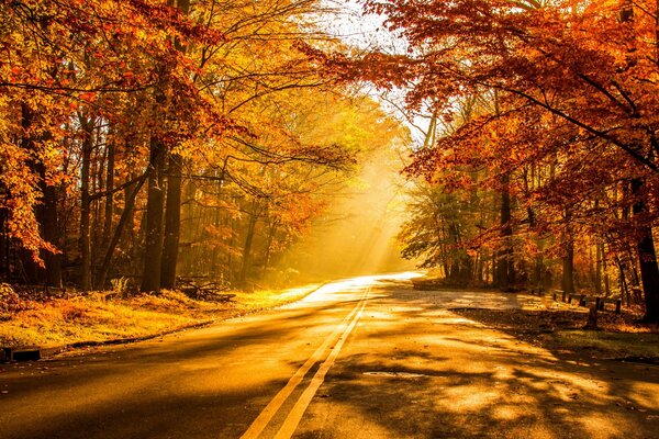 El camino en la luz dorada del otoño