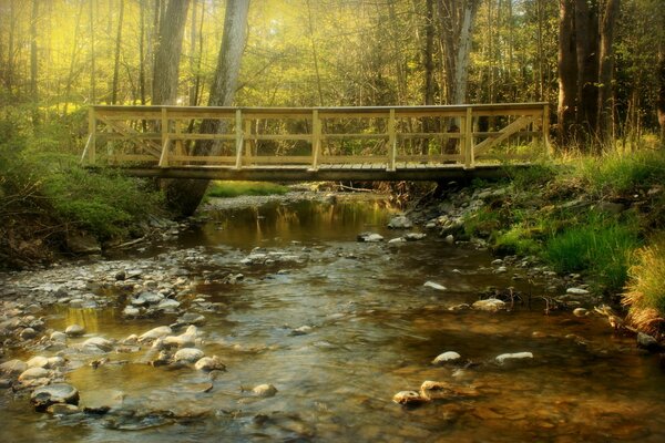 Pont sur la rivière dans la forêt. Paysage