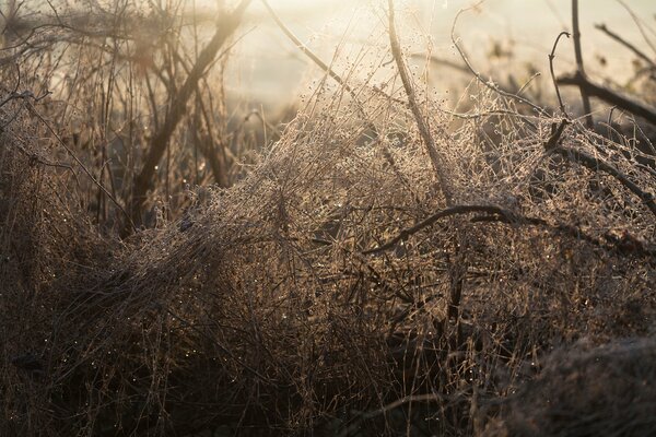 Mglisty poranek, Las budzi się, łodygi trawy wyglądają jak wykałaczki na zdjęciu makro