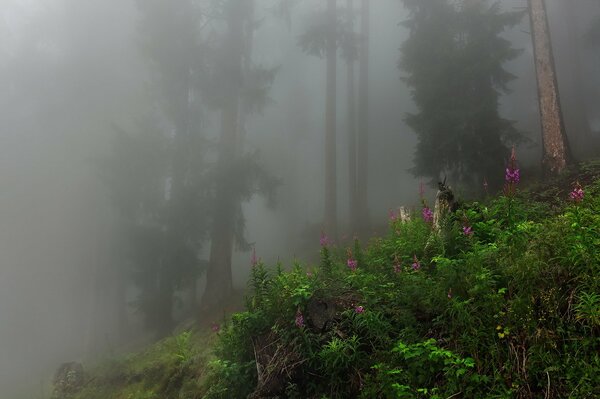 Paisaje brumoso entre los árboles en el bosque