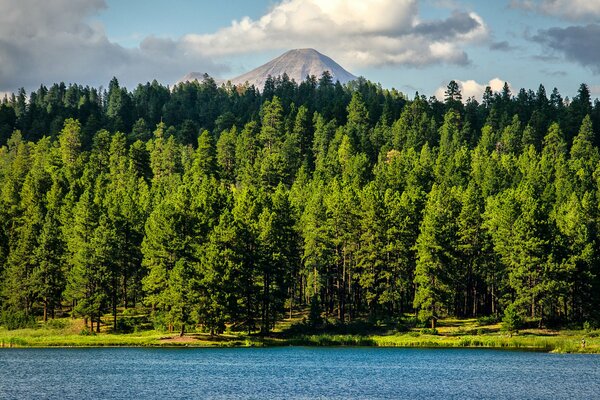 Bosque junto al lago en Colorado