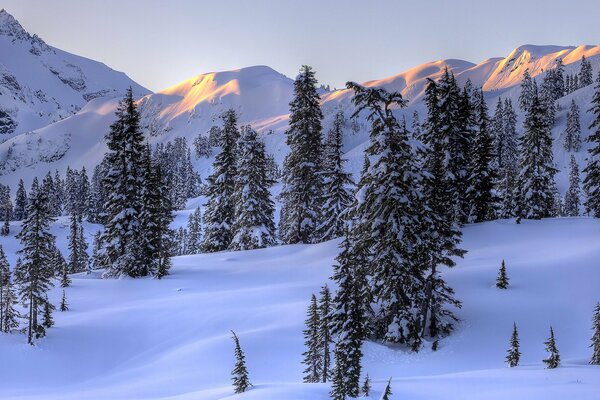 Foresta innevata in montagna. Sole sulle corone degli abeti