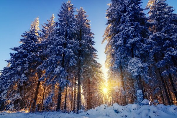 Ein belebender Morgen im verschneiten Wald