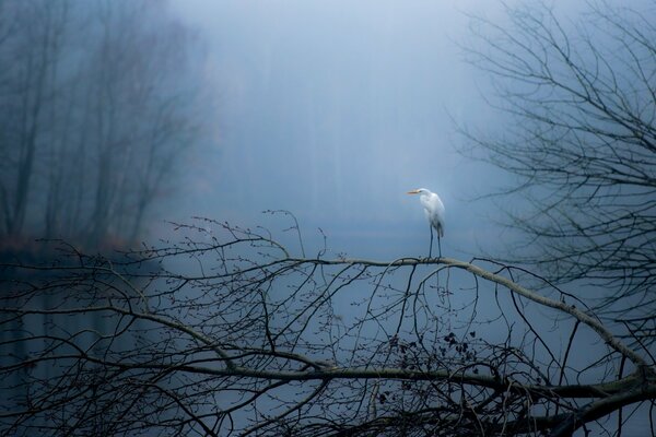 Cigogne sur le lac d automne