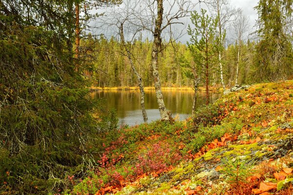 Paysage d automne, forêt et étang