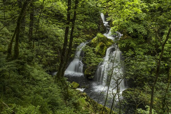 Wasserfall im grünen Wald