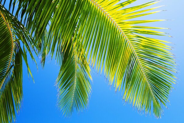 Una palmera en el cielo azul. hermosa naturaleza de verano