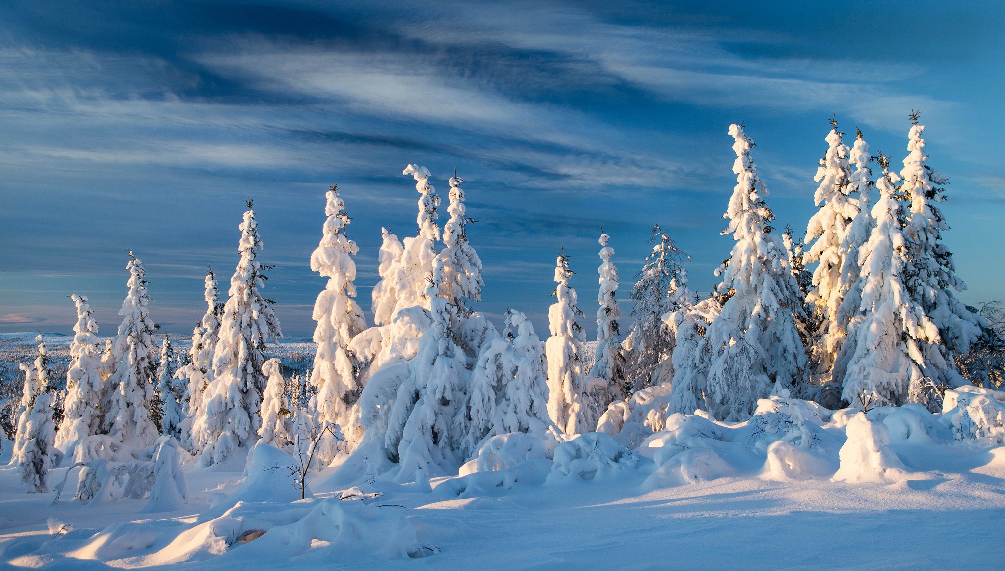 norvège hiver neige sapin