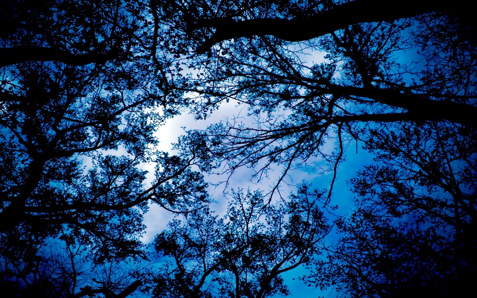 arbres branches feuilles ciel nuages