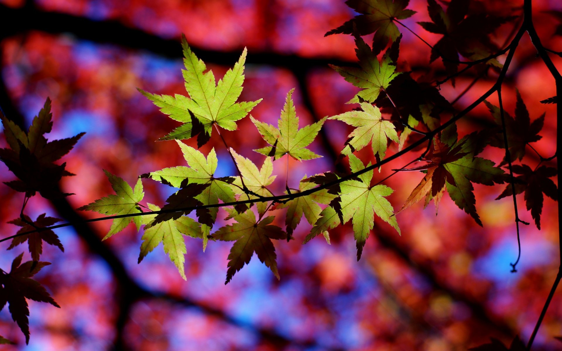 albero rami foglie luce