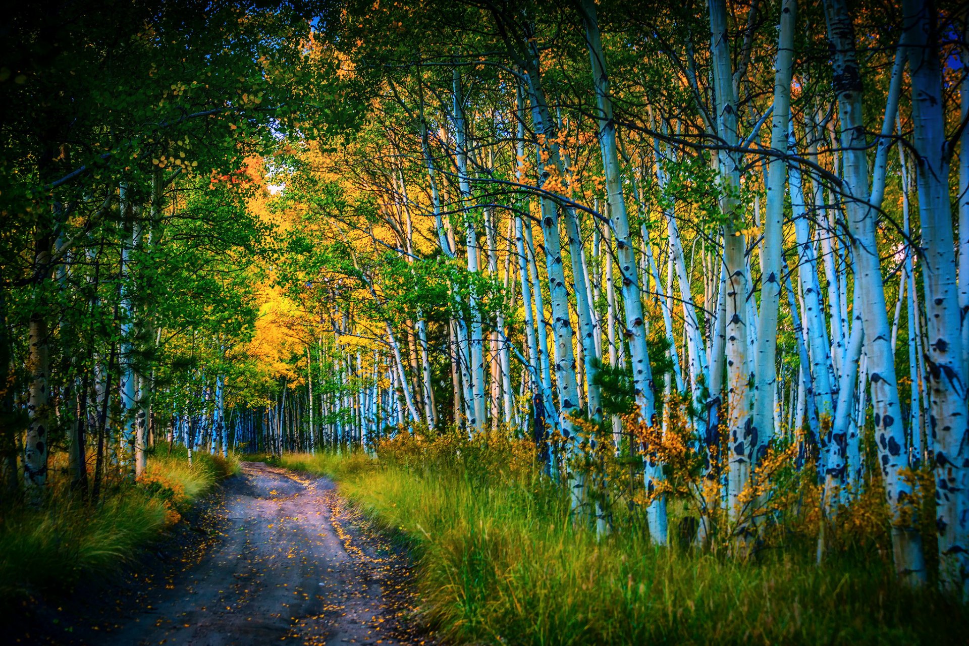 straße birke hain herbst