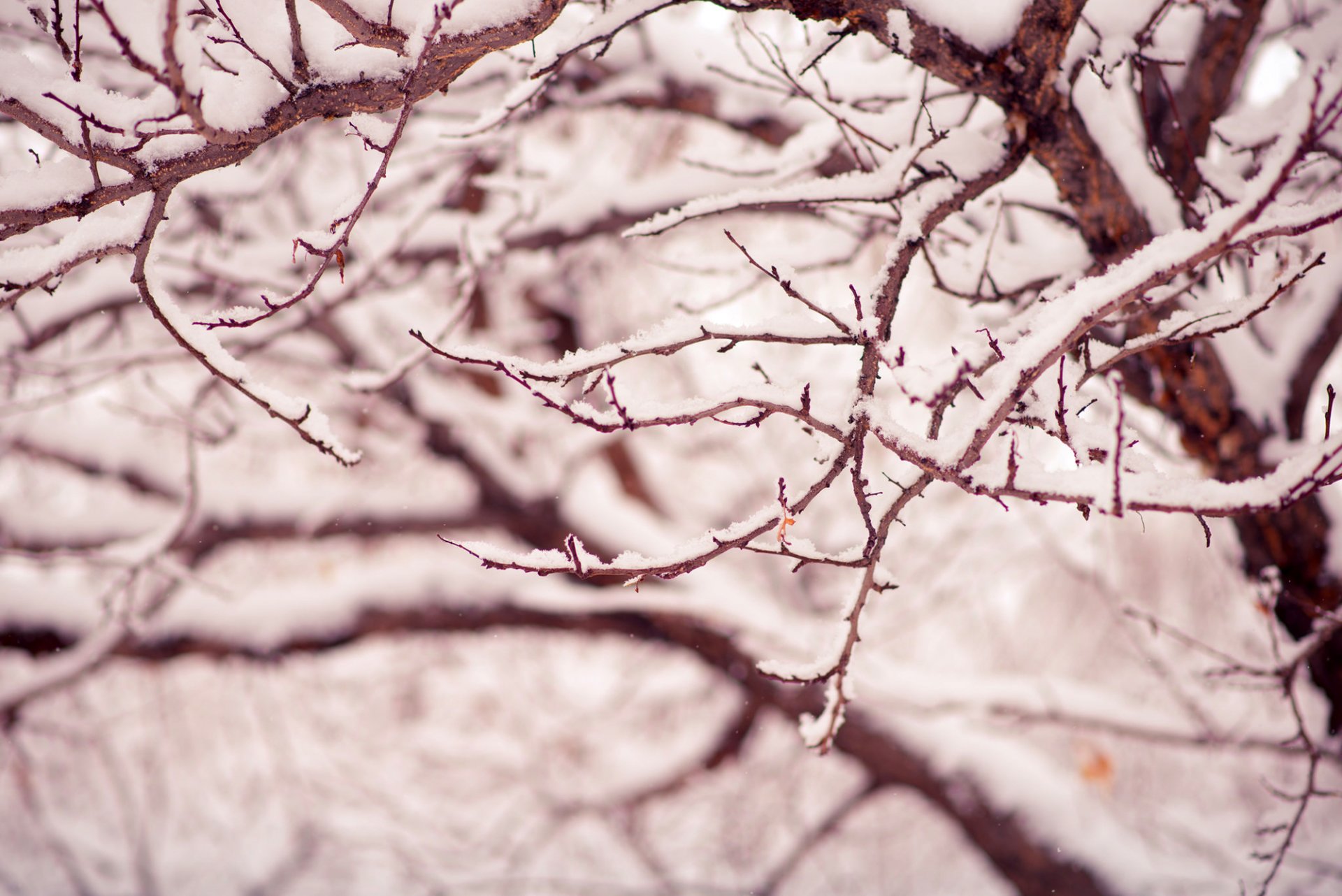 albero alberi rami neve natura macro inverno