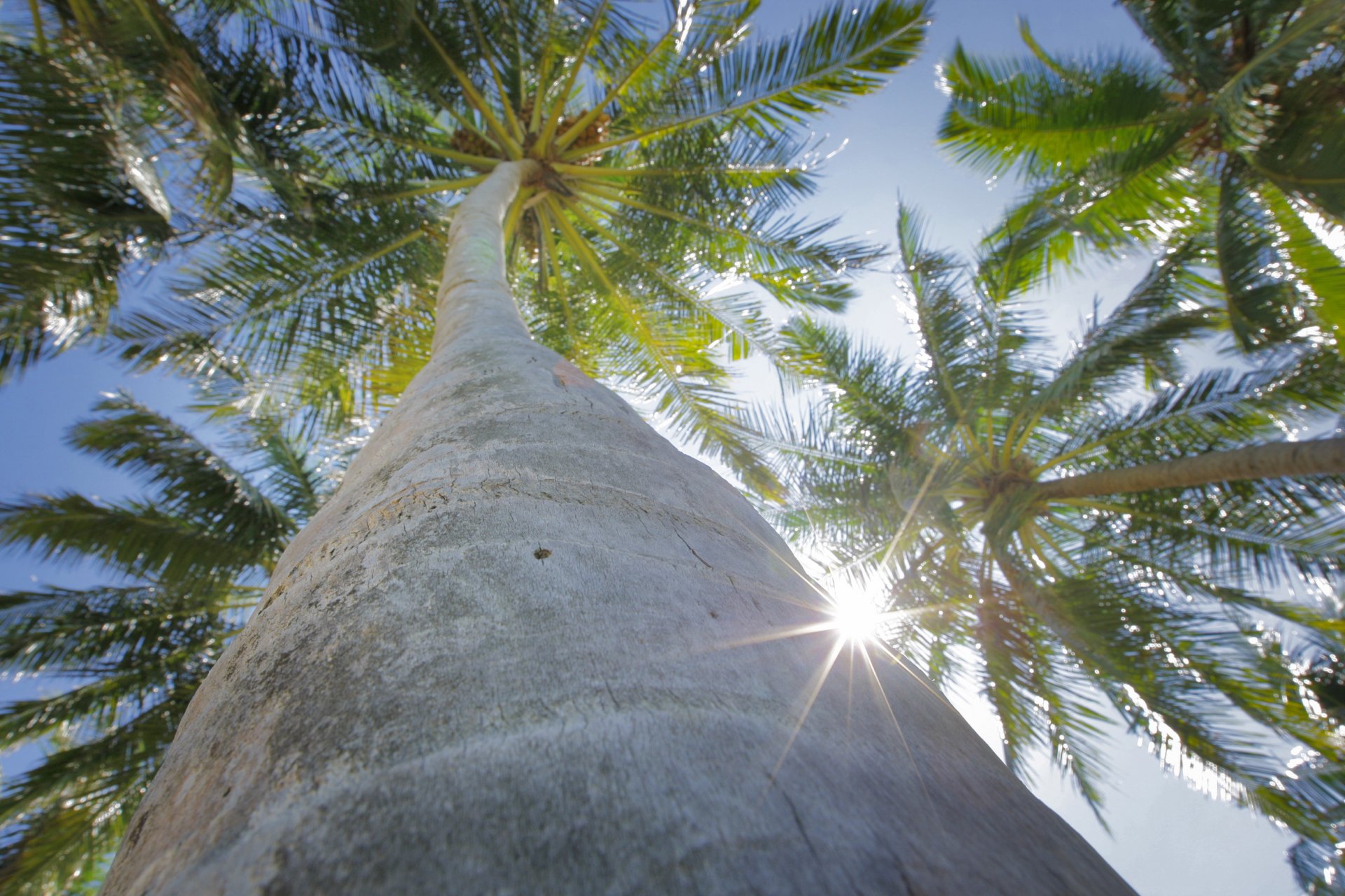 palme tronco corteccia fogliame cielo sole