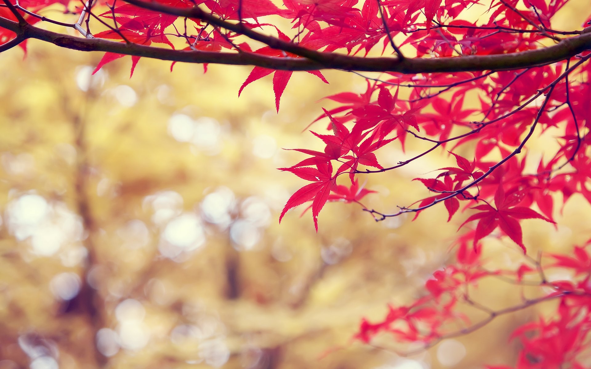 branche feuilles rouge nature automne