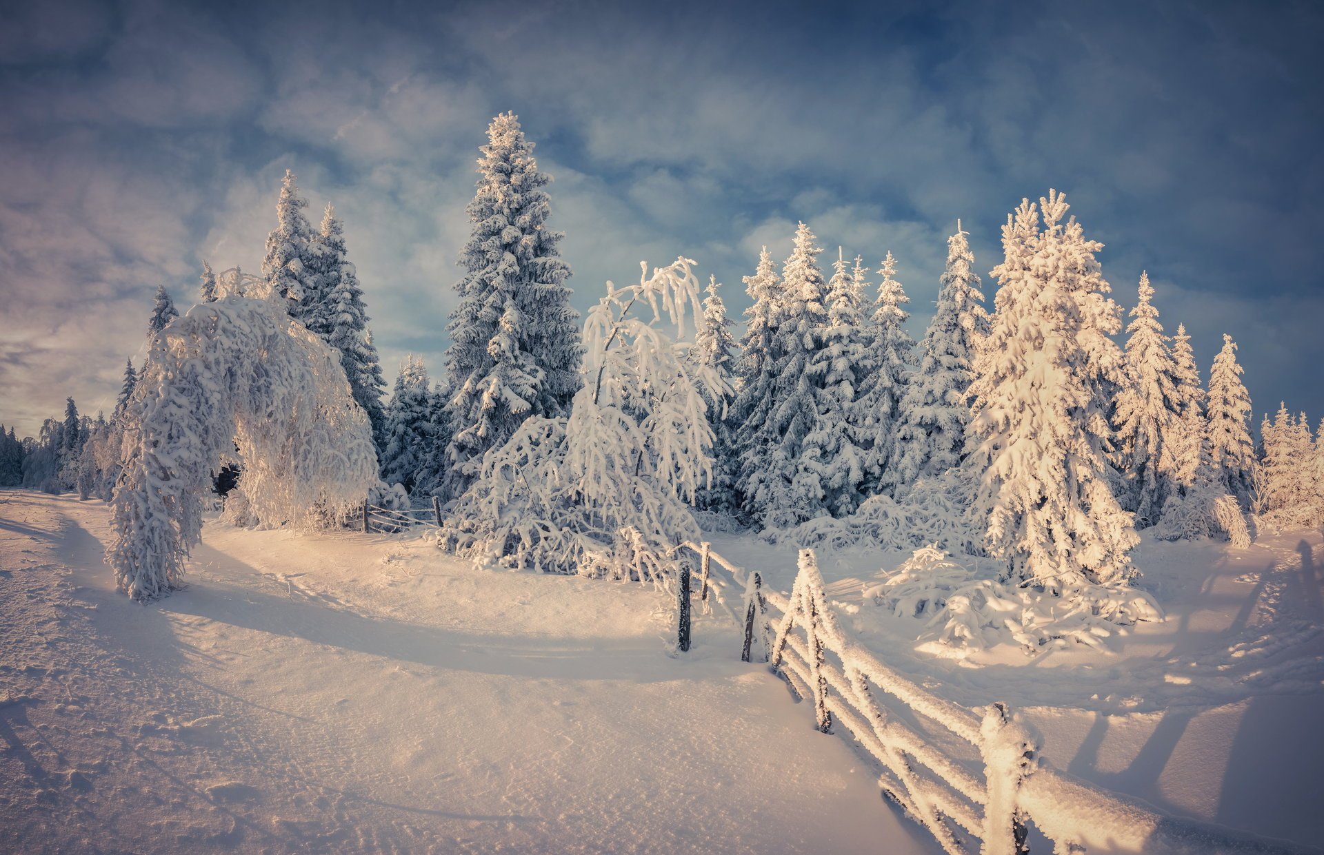 inverno natura neve albero inverno alberi