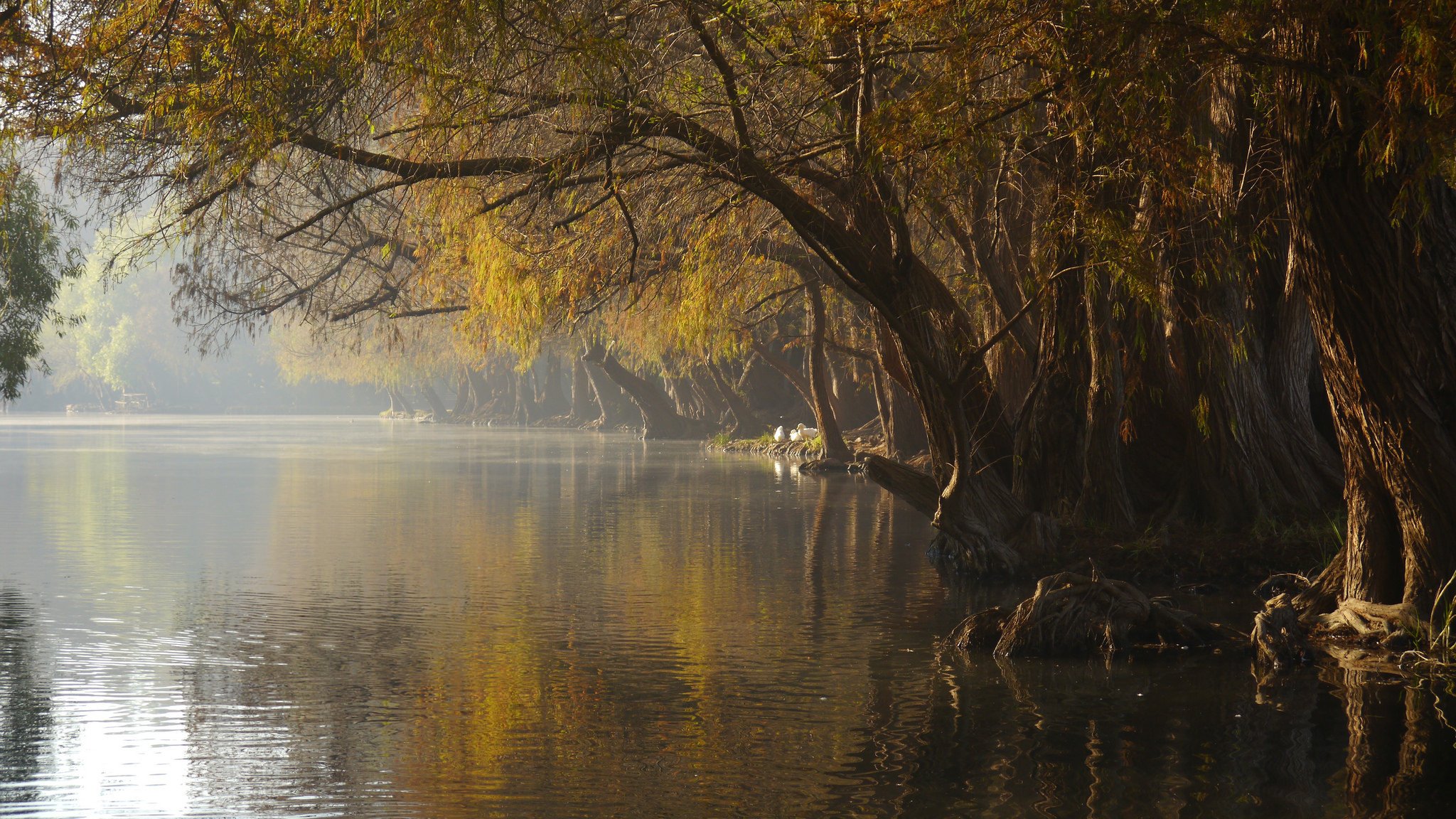 parc lac brouillard