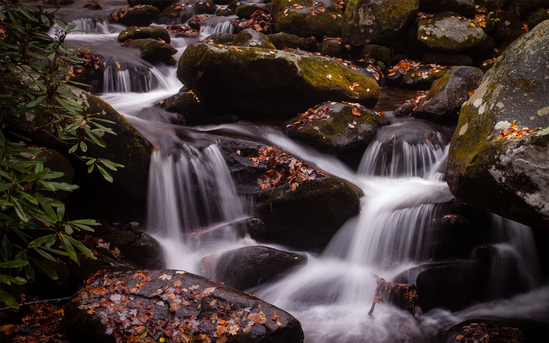 cascade eau pierres feuilles